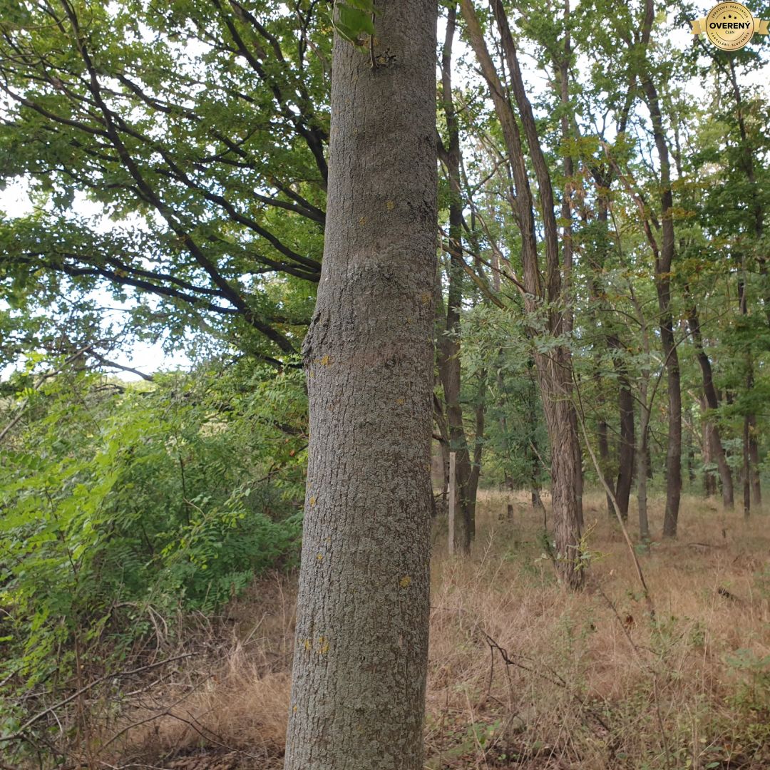 Fotografia č. 9